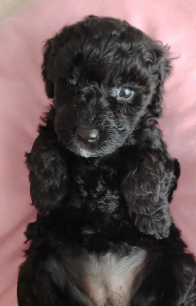 Cuccioli di Barboncino marroni e neri  | Foto 6