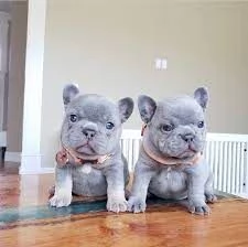 Cuccioli di Bulldog francese grigi | Foto 0