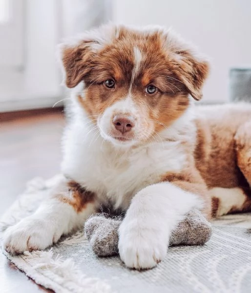 Cuccioli di pastore australiana disponibili. | Foto 3