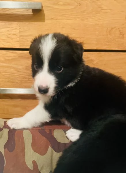 Cuccioli di Border Collie