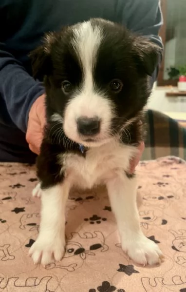 Cuccioli di Border Collie | Foto 0