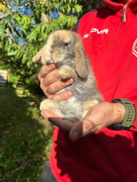 Conigli ariete nano cuccioli | Foto 6