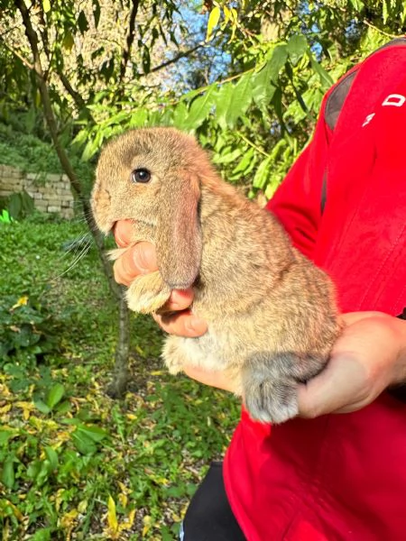 Conigli ariete nano cuccioli | Foto 2