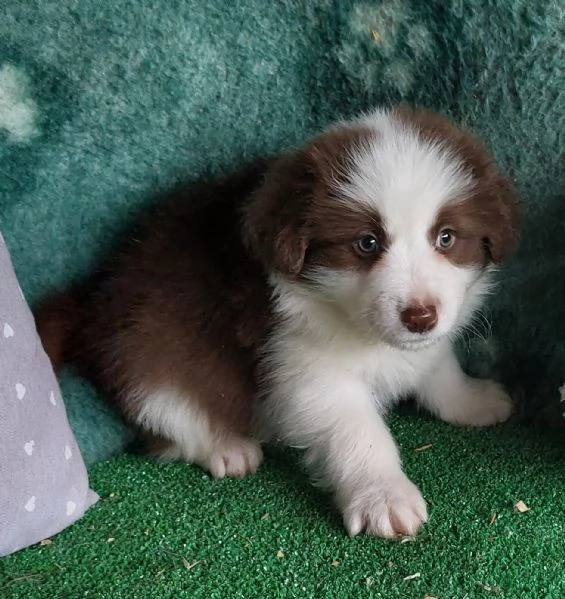 Cuccioli di border collie 