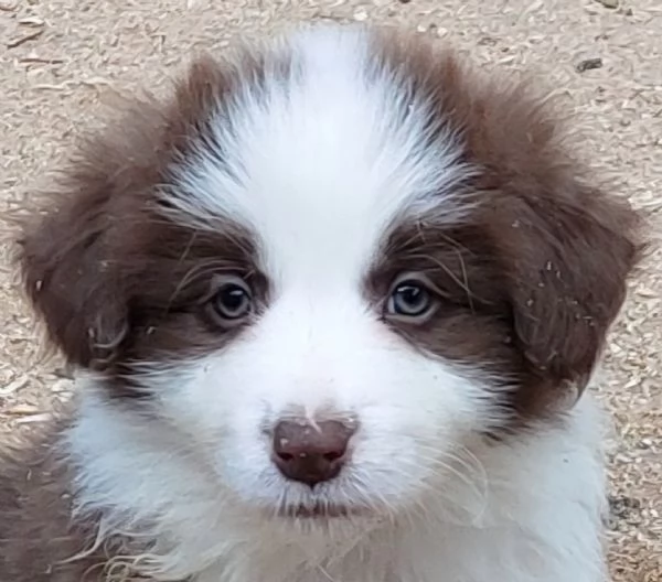 Cuccioli di border collie  | Foto 3