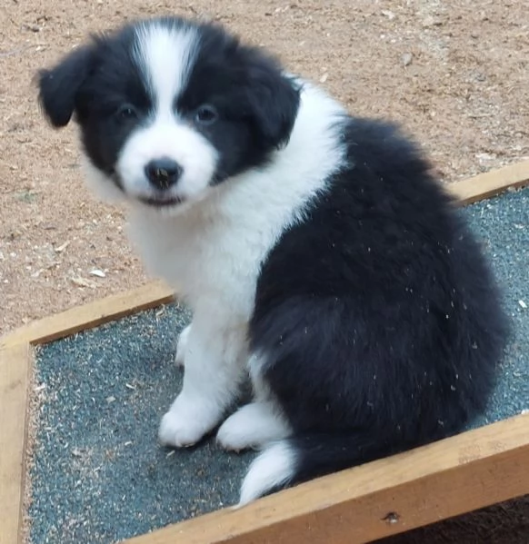 Cuccioli di border collie  | Foto 1