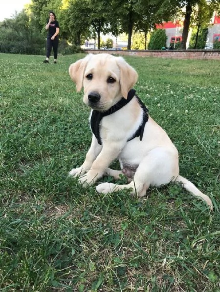 Cuccioli di Labrador adorabili maschi e femmine | Foto 4