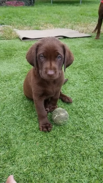 Cuccioli di Labrador adorabili maschi e femmine | Foto 3