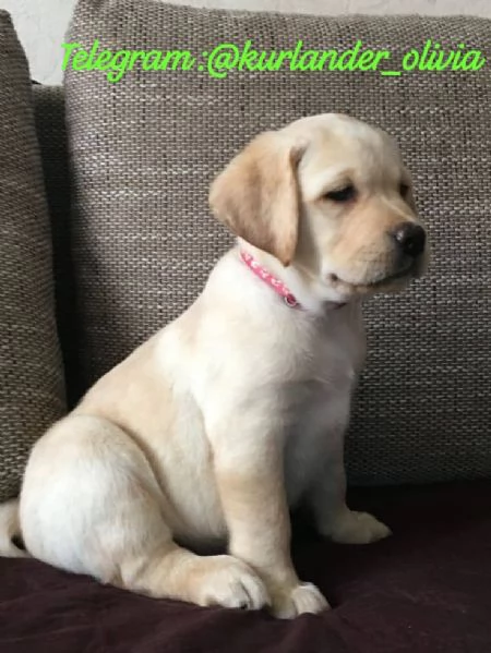 Cuccioli di Labrador adorabili maschi e femmine | Foto 2