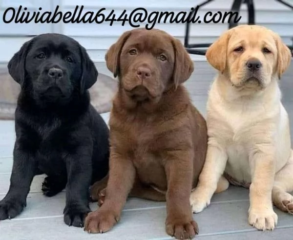 Cuccioli di Labrador adorabili maschi e femmine