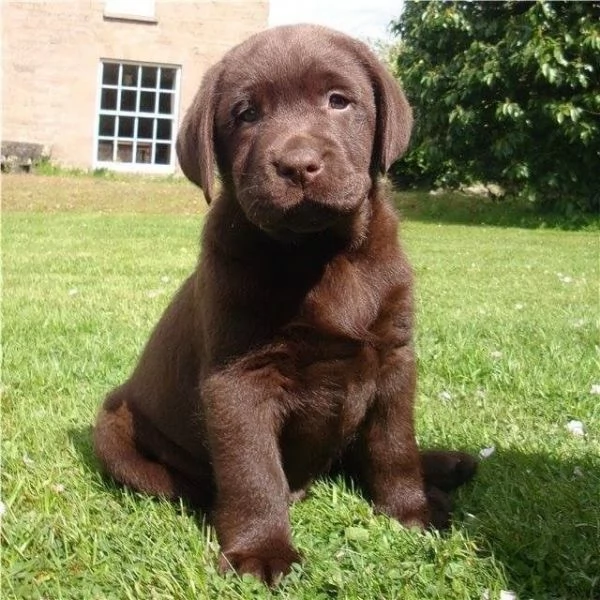 Cuccioli di Labrador adorabili maschi e femmine | Foto 1