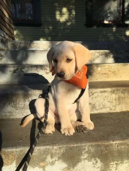 Cuccioli di Labrador adorabili maschi e femmine | Foto 0