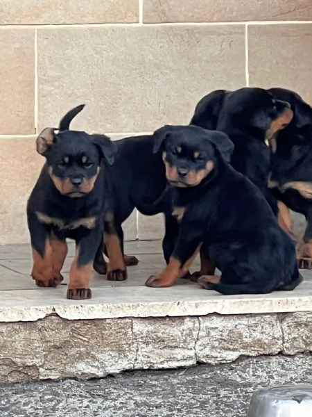 Cuccioli di Rottweiler  | Foto 0