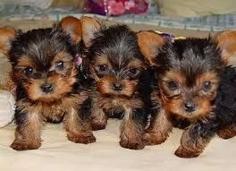 Splendidi cuccioli di tacpa da tè Yorkie