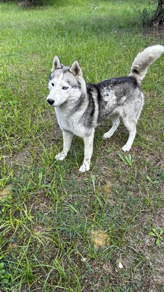 Regalo Siberian Husky