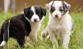 Cani Border Collie maschi e femmine