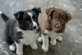 Border collie maschio bianco e nero