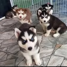 Cuccioli di Siberian Husky occhi azzurri