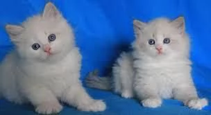 Adorabili gattini ragdoll