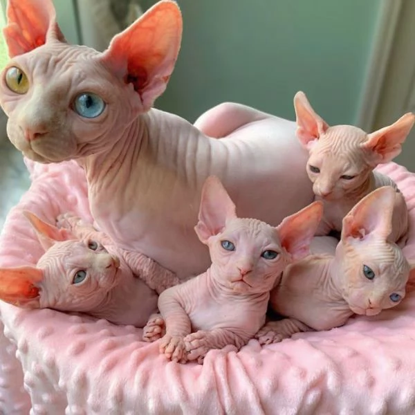 Bellissimi gattini Sphynx in adozione