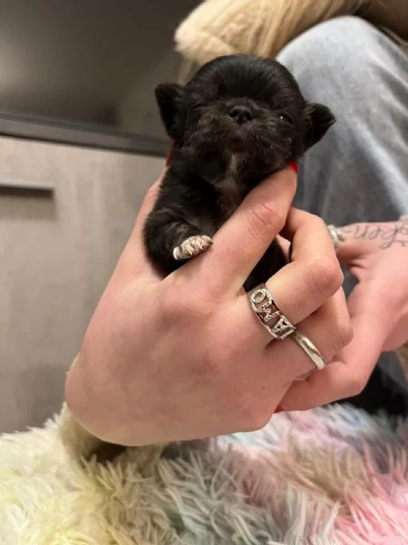 Cuccioli chihuahua a pelo lungo | Foto 7