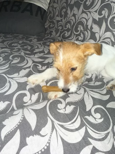 Vendiamo cucciola di Jack Russell  | Foto 0