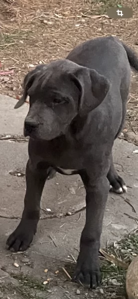 Cucciolo cane corso | Foto 0