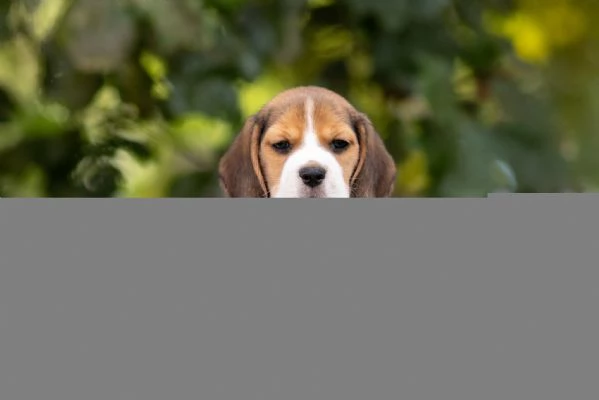 CUCCIOLI DI BEAGLE  | Foto 0