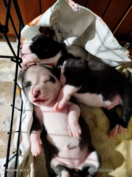 CUCCIOLI AMERICAN BULLY XL  | Foto 2