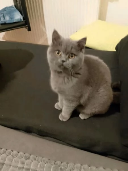 Micini gattini cuccioli British shorthair | Foto 0