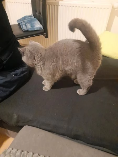 Micini gattini cuccioli British shorthair