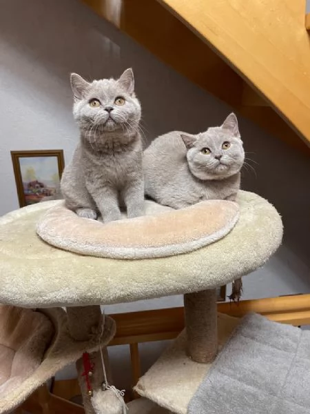 Cuccioli di British Shorthair 