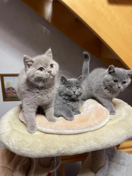 Gattini british shorthair | Foto 0