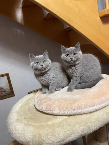  Gattini di 3 mesi  British shorthair