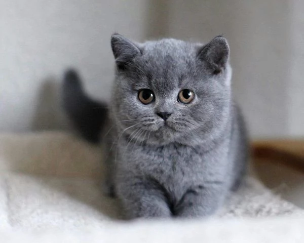 British shorthair con pedigree | Foto 0