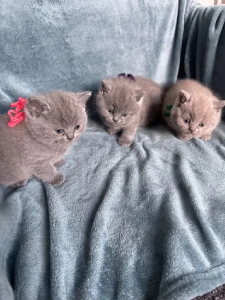 British shorthair con pedigree