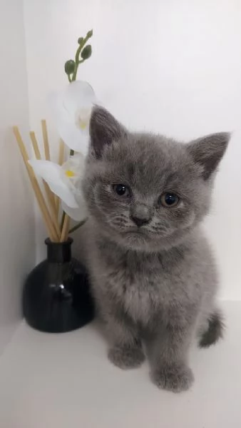 Cuccioli British Shorthair Bicolor pedigree | Foto 0