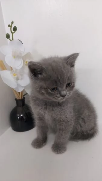 Cuccioli British Shorthair Bicolor pedigree