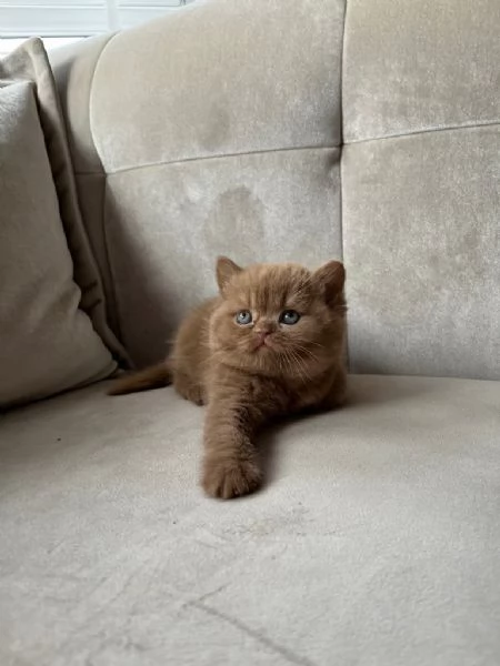 British Shorthair | Foto 0