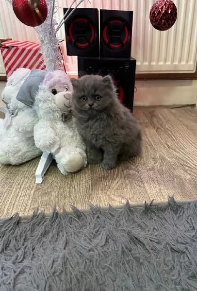 Bellissimi cuccioli British shorthair 