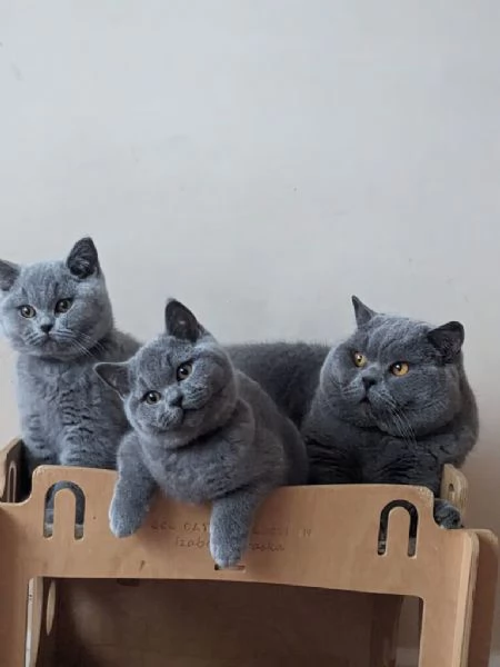 Cuccioli British Shorthair grigio-blu | Foto 0