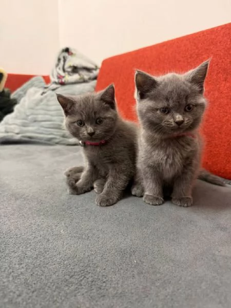 British shorthair blue