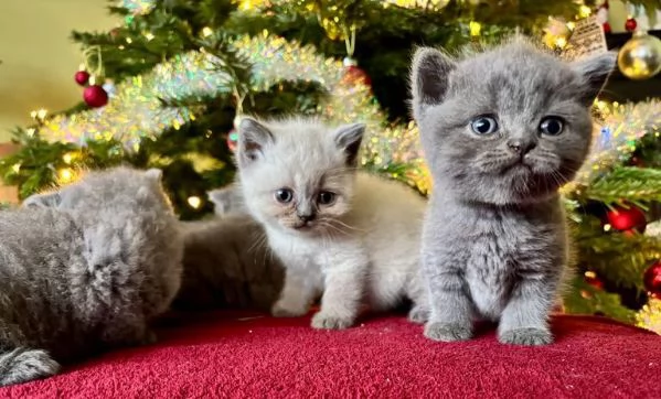 Cuccioli British shorthair