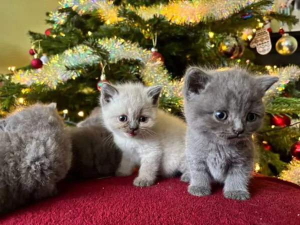  gatti British Shorthair