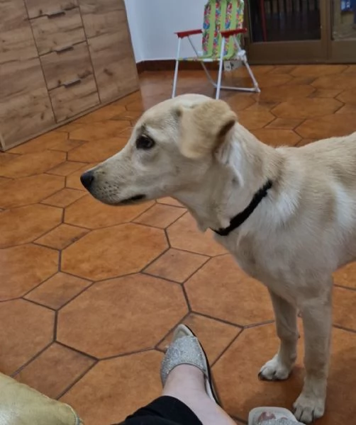 Labrador femmina 6 mesi