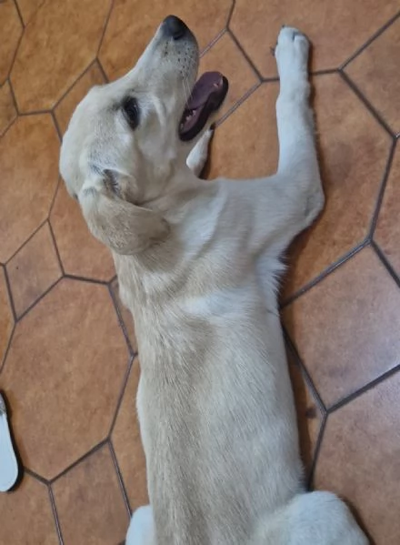 Labrador femmina 6 mesi | Foto 4