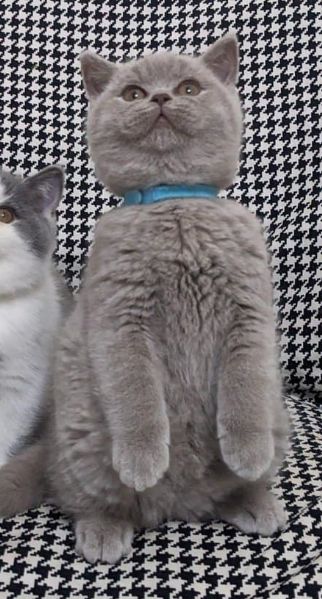 Gattini British Shorthair | Foto 0