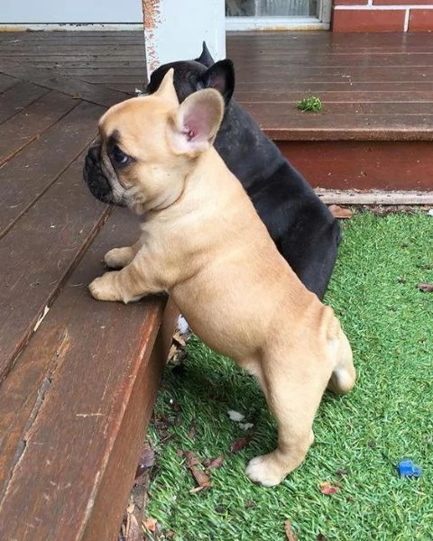 REGALO Cuccioli di Bulldog Francese bellissimi cuccioli disponibili, carattere adorabile ,sono docil