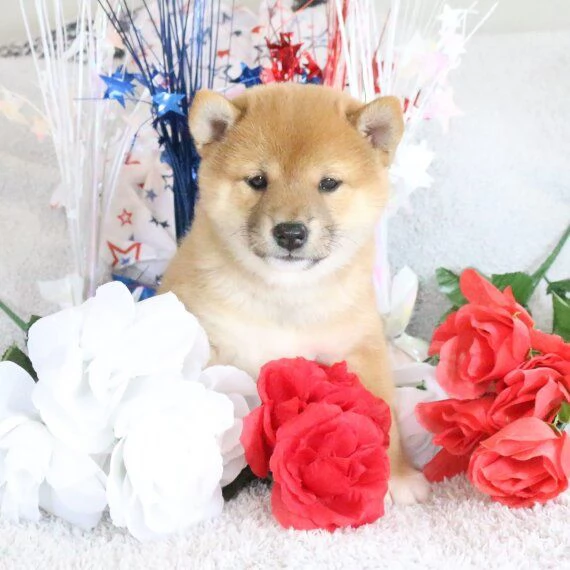 REGALO Cuccioli Shiba Inu cuccioli Shiba Inu maschio e femmina disponibile. Tutti i documenti sono d