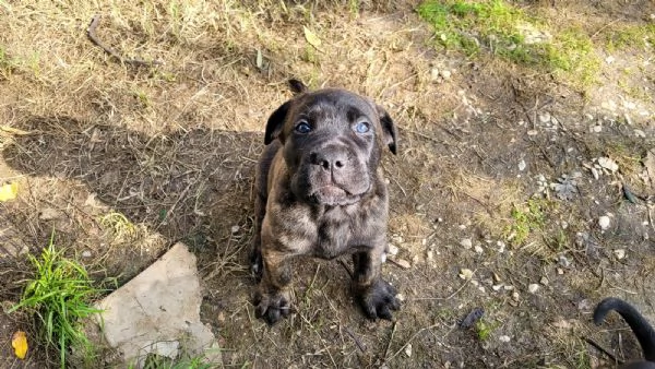 Cane Corso 